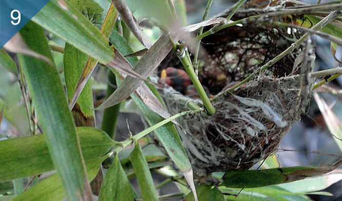 聚恆科技生態環保-每逢繁殖期都會有鳥來築巢，可說是集節能、教育、及提供生物棲息於一體的生態環保示範。